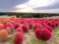 真っ赤に色づいたコキア紅葉（画像提供：柴犬ランちゃん お転婆日記さん）