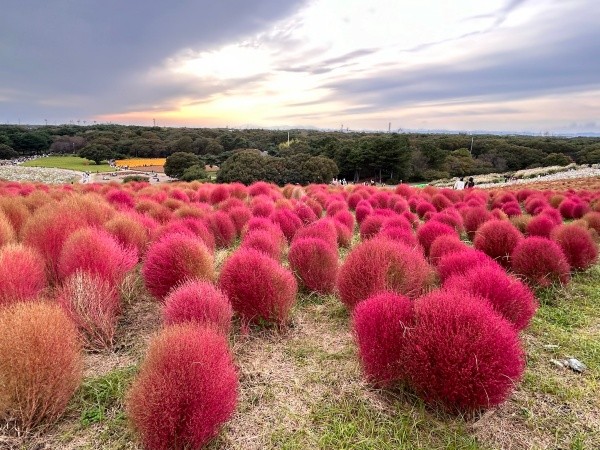 真っ赤に色づいたコキア紅葉（画像提供：柴犬ランちゃん お転婆日記さん）