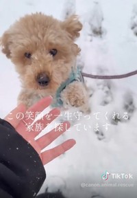 「一生守ってれる家族を探しています」とつづられていたが、今は無事新しい家族の元で暮らしている／カノンアニマルレスキューさん（@canon.animal.rescue）提供