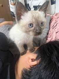 パパの顔に半分のっかるステラちゃん（画像提供：葉山あかね 2y 双子さん）