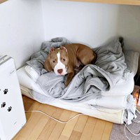 片付けた布団の上でくつろぐアンちゃん（画像提供：アン-ANNE-さん）