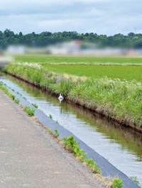 「白鳥だ！」 用水路に浮かぶ「白い物体」（画像提供：ばいぱーさん）