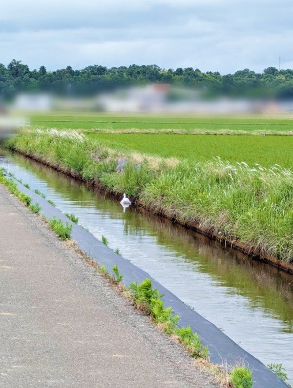 「白鳥だ！」 用水路に浮かぶ「白い物体」（画像提供：ばいぱーさん）