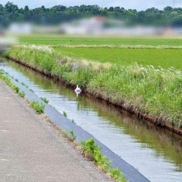 「白鳥だ！」 用水路に浮かぶ「白い物体」（画像提供：ばいぱーさん）