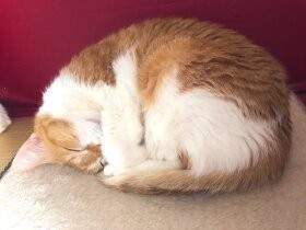 完璧なる丸！　寒い時期が見頃、見事な円形姿勢で寝る雑種猫「ひでみ」