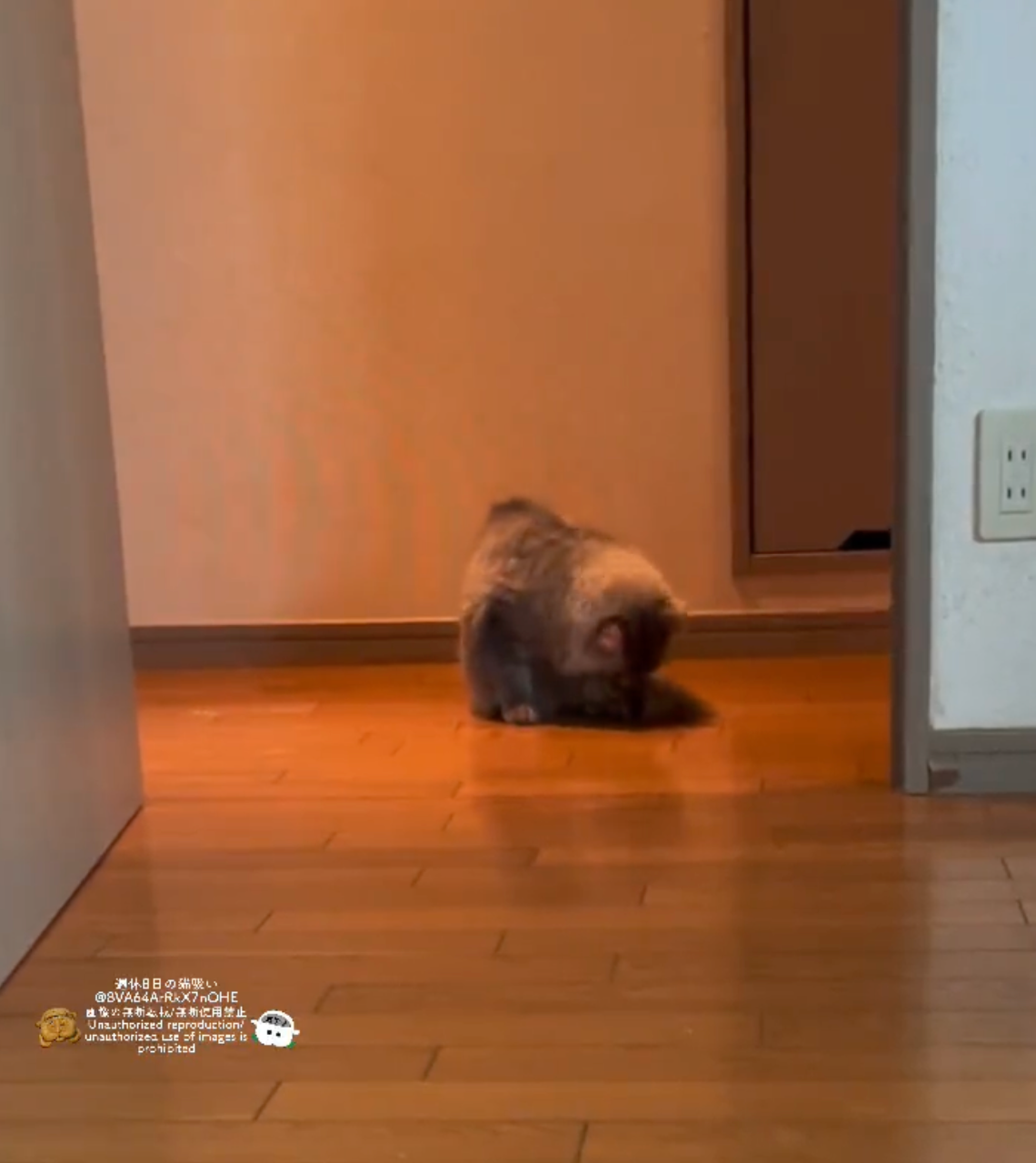 毛繕いしていたが・・・＝週休8日の猫吸いさん（@8VA64ArRkX7nOHE）提供