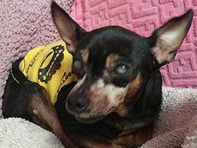 視力を失ったおばあちゃん犬、飼い主との時間が増えた「余生」