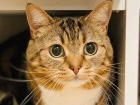 飼い主もびっくりな狭いところに入ってニンマリ　マンチカン「セナ」