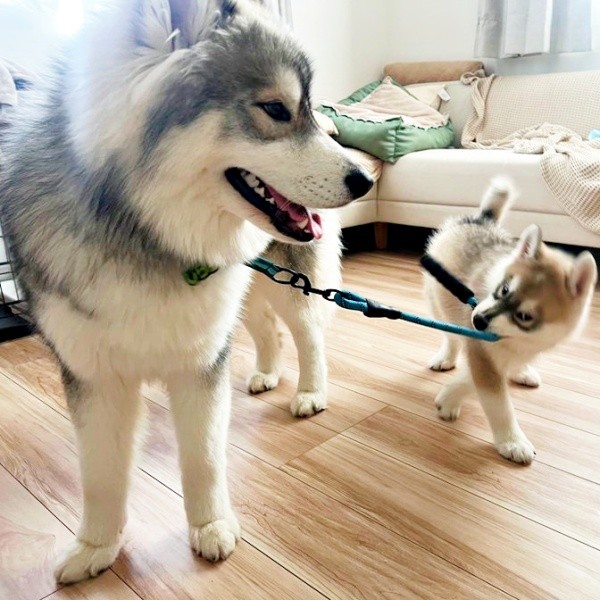 しらすくんのリードを引くほたてくん（画像提供：しらすとほたてさん）