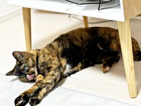 寝そべりながらペロン！ 舌を出すうるめちゃん（画像提供：硝子さん）