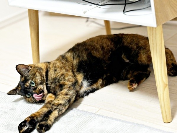 寝そべりながらペロン！ 舌を出すうるめちゃん（画像提供：硝子さん）