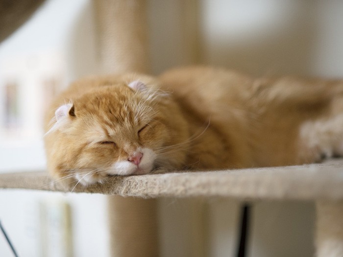 「A子さんのご主人もAさんだからAAコンビだよ」（小林写函撮影）