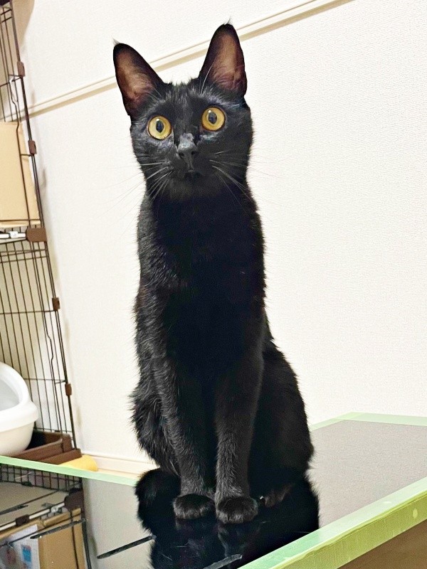 ゴールドの瞳が素敵な黒猫・ノアールちゃん（画像提供：ティグノアさん）