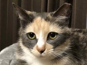 パステル三毛の野良の子猫　見そめた独身男性に迎えられ幸せに