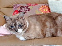 保護前と被毛の色がガラッと変わったぴーちゃん（画像提供：hiroさん）