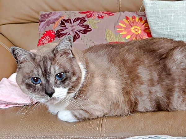 保護前と被毛の色がガラッと変わったぴーちゃん（画像提供：hiroさん）