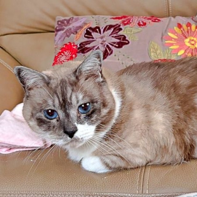 保護前と被毛の色がガラッと変わったぴーちゃん（画像提供：hiroさん）