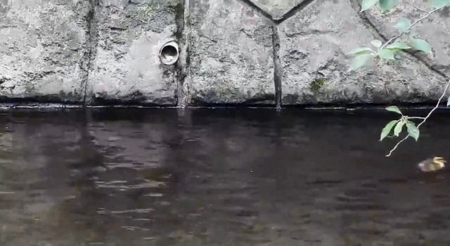 え⁈ 早っ！（動画からキャプチャー／提供：mochi(o さん）