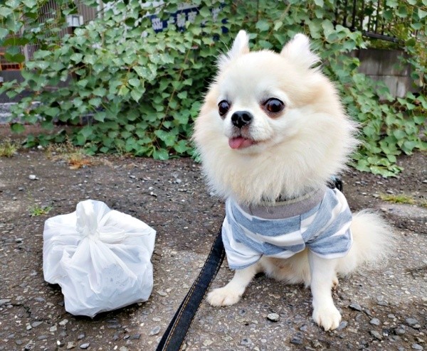 タケオしゃんの散歩中、ゴミ拾いを続けている飼い主さん（画像提供：じゅんじゅんさん）