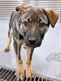 元保護犬のころくくん。おうちに来た当初は不安そうな表情を浮かべていました（画像提供：保護犬ころくさん）