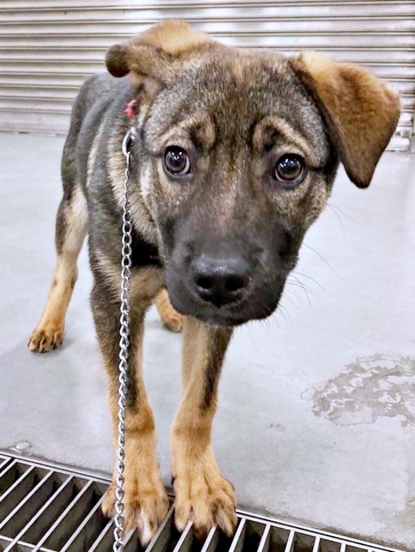 元保護犬のころくくん。おうちに来た当初は不安そうな表情を浮かべていました（画像提供：保護犬ころくさん）