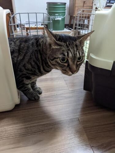 家にきたころの「ナツ」