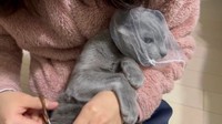 文句を言いながらも暴れたりはしないお利口さんなとあくん（提供：みとんさん）