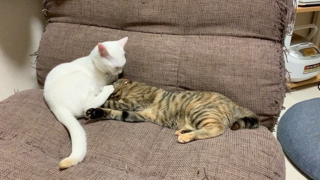 どんぐりちゃんの毛づくろいをしてあげる