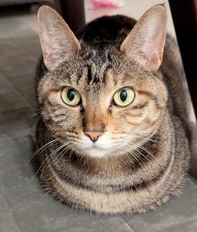 ツンデレぶりもキュート！ 飼い主さんをメロメロにするたまちゃん（画像提供：にゃんこ先生さん）