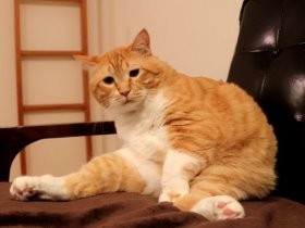 これは斬新！　新しい体の絞り方　猫のぐっぴーが多義語を解説