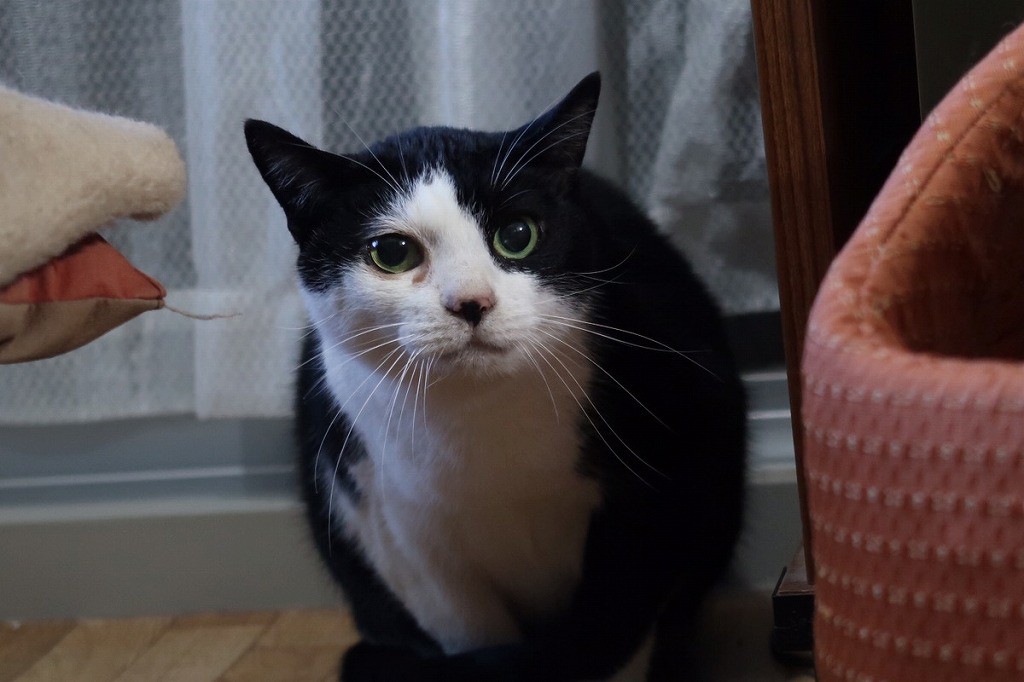 15歳の老猫ハナちゃん、引っ越し業者の不手際で逃走！…80歳近い