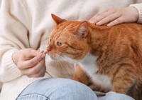 猫ちゃんが「錠剤」を飲んでくれない…※画像はイメージです（New Africa/stock.adobe.com）