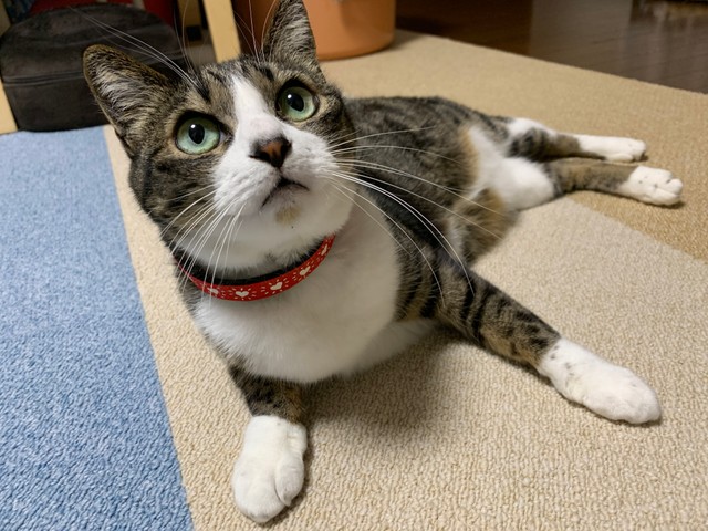 御簾の向こう側にはこんな姫が･･･（提供写真）