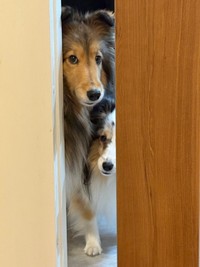 「どこ行くの？」 ドアの隙間から様子をうかがう（左から）こわたちゃん、こいとちゃん（画像提供：こわた＋こいとさん）