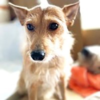 アイルにピッタリの里親さんとの縁がありますように！