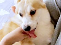 ちゃんと撫でて！ と飼い主さんの手を引き寄せるあんずちゃん（画像提供：ばなななさん）