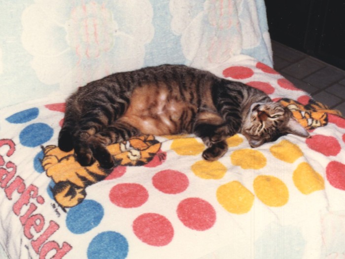 初めて猫がオナラをすることを教えてくれたアン