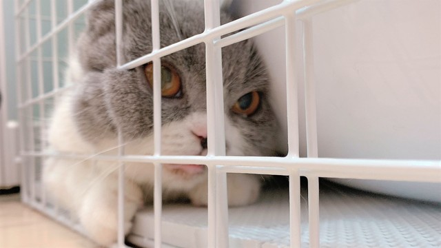 Sさん夫妻の家にやってきた初日、ゲージの端っこで震えるアイルちゃん