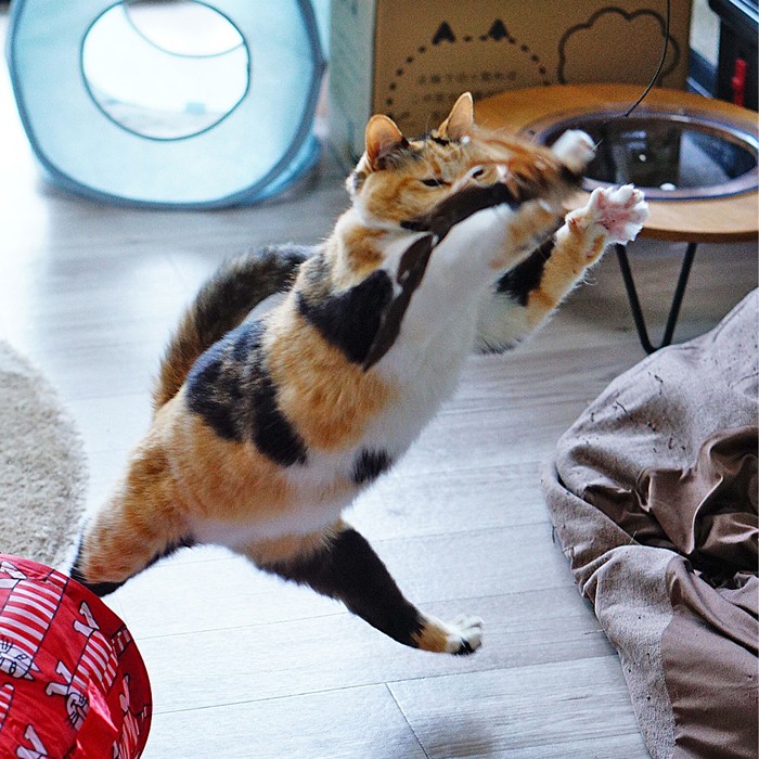 二本足で立つ猫さん、魅惑のボディでエアロビクス？ 「躍動感、半端