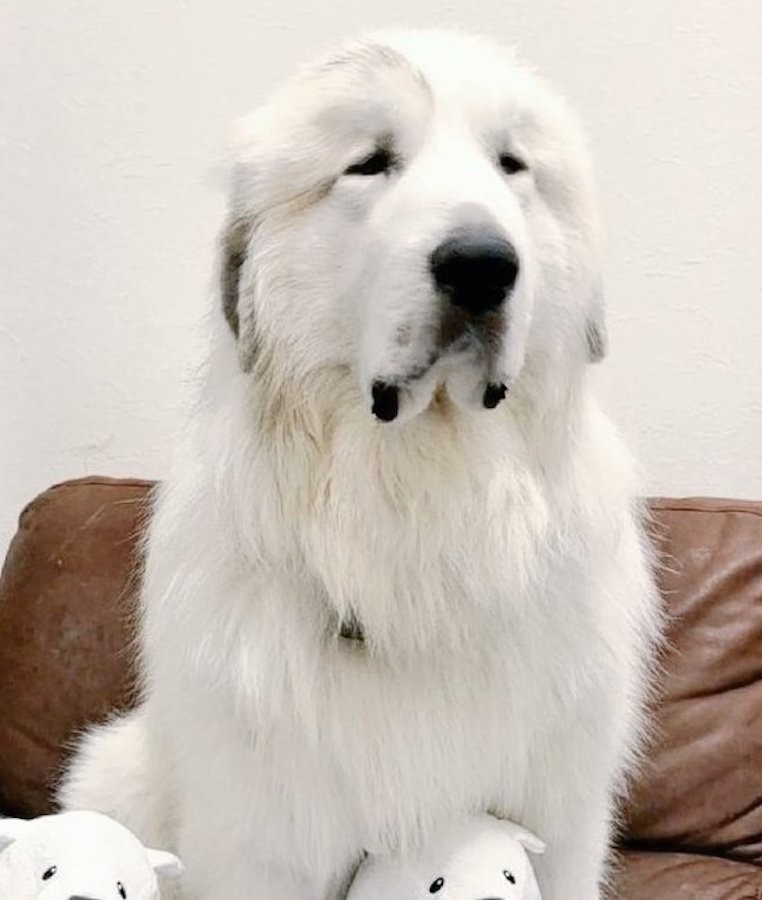 リアル「ボンド」！？『SPY×FAMILY』で人気の犬・ピレニーズ 安易に