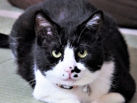 「ゴン太、なんて可愛いの」　ボロボロで保護された猫、愛情深い家族の元で幸せに