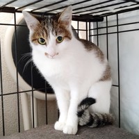 保護直後、ケージの中で様子をうかがうミルちゃん（画像提供：こうめさん）