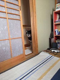 「『家政婦は見た！』状態のいぬです」（提供：mmtさん）