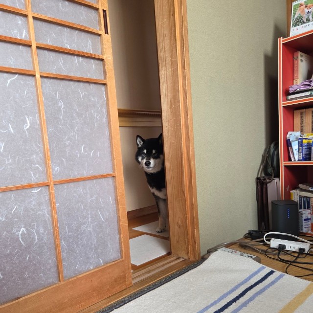 「『家政婦は見た！』状態のいぬです」（提供：mmtさん）