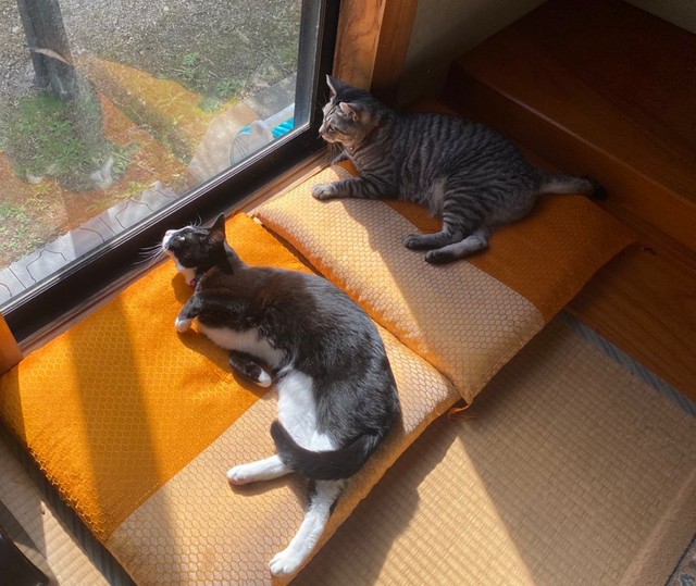 窓辺でニャルソックするりぃちゃん（左）、らんちゃん（右）（画像提供：もみおさん）