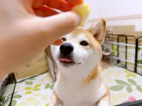 大好きなりんごをもらうリクくん（画像提供：柴犬リクさん）