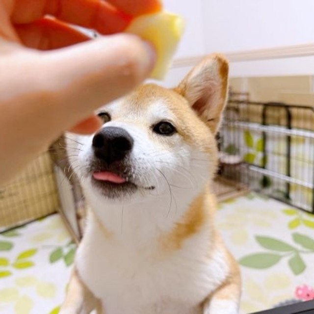大好きなりんごをもらうリクくん（画像提供：柴犬リクさん）