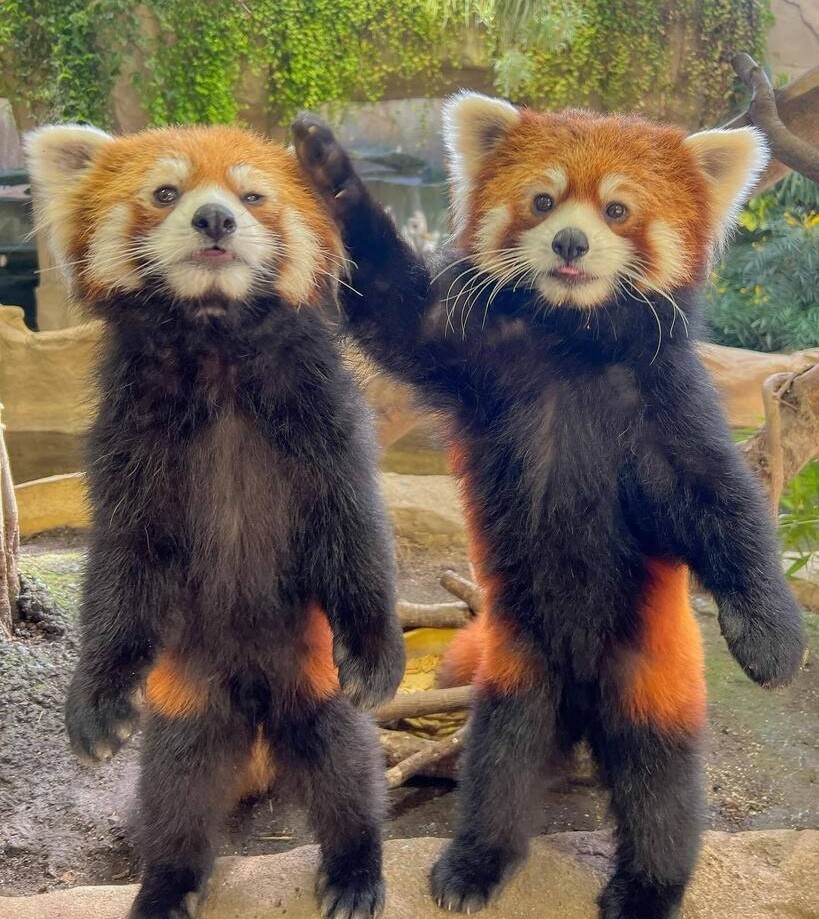 双子のレッサーパンダが、笑顔でハイタッチ！ 奇跡的な瞬間に「人入っ