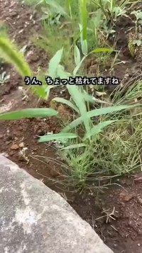 ちょっとだけ枯れているような…？／あきさん（@aki_freelance_home）提供