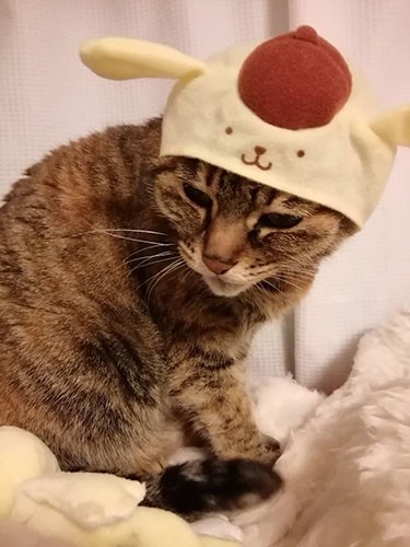 「かぶってもかぶらなくても可愛いのよ」（雅子さん提供）